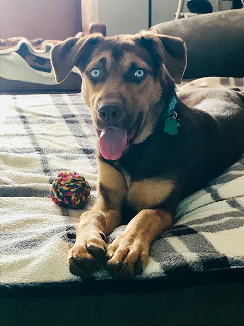 Brown dog with striking blue eyes on blanket