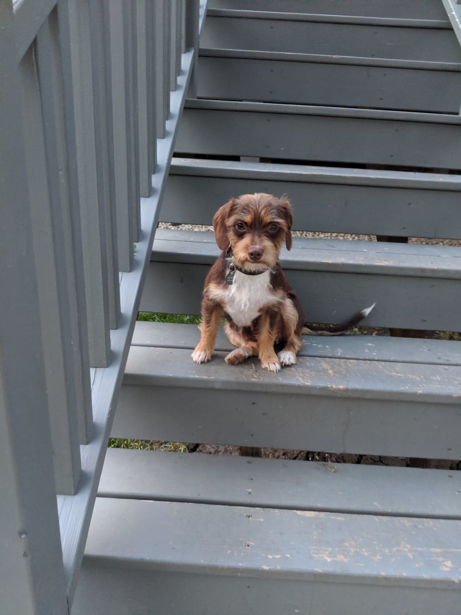 Brown and white dog sitting on gray stairs