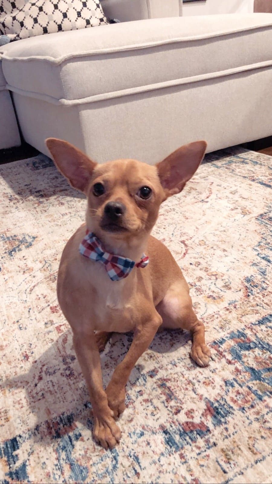 Small tan chihuahua wearing plaid bow tie