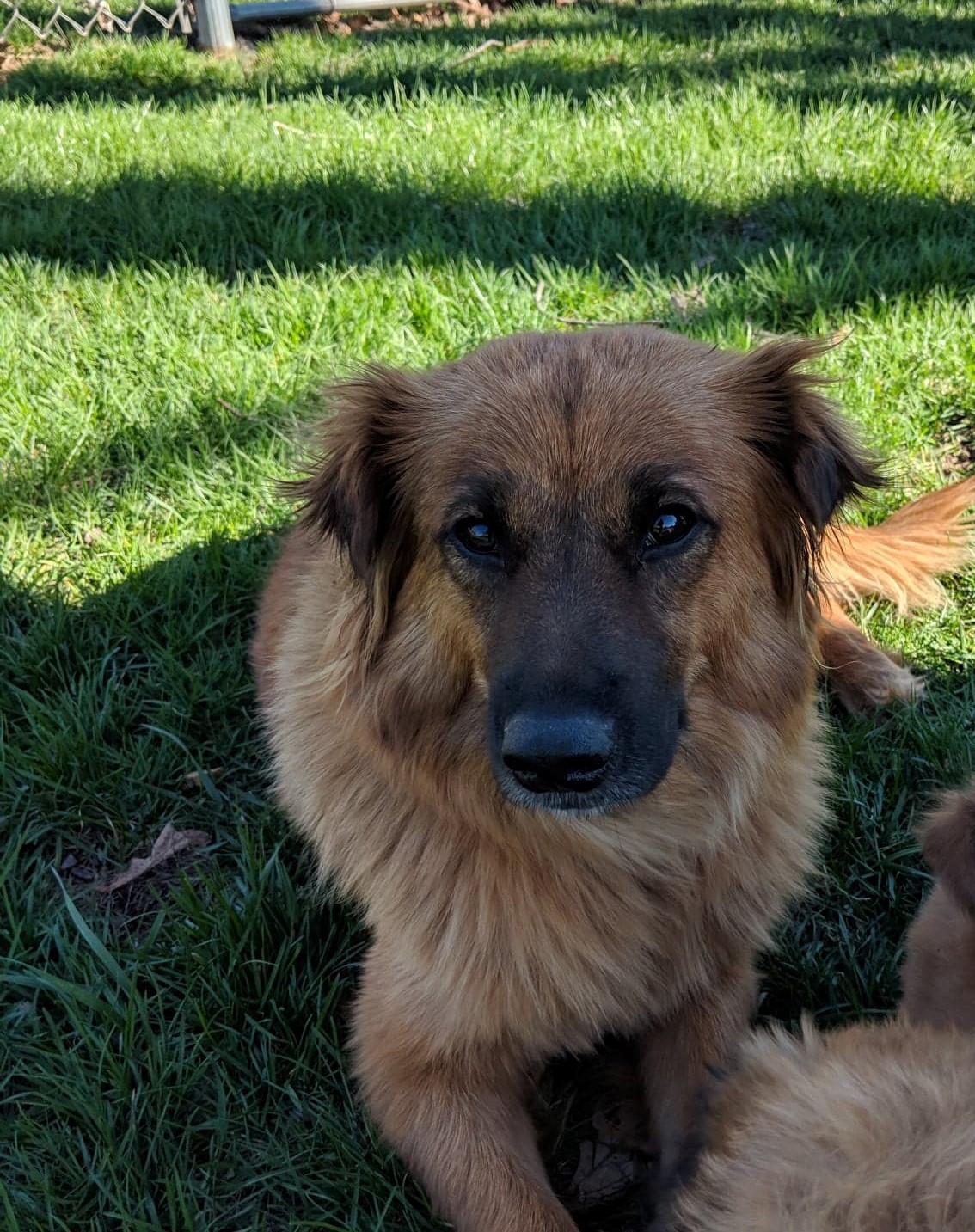 Long-haired brown dog sitting on grass
