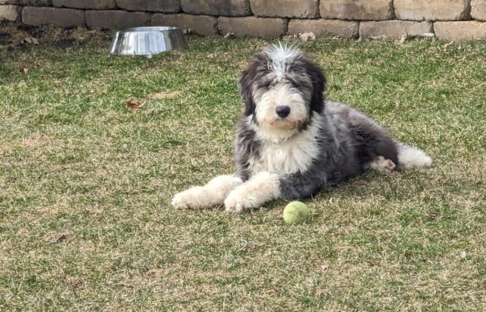Black-and-white puppy lying with tennis ball