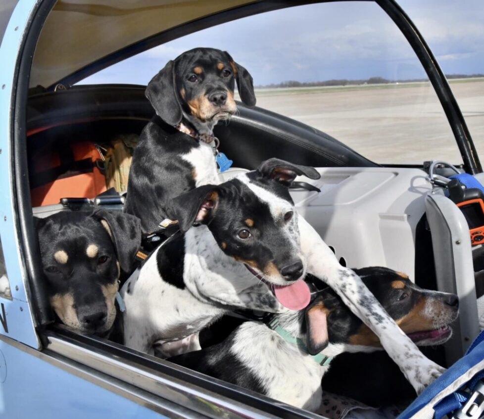 Four dogs in a small airplane cockpit
