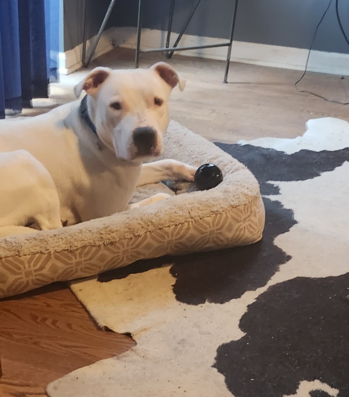 White dog in bed holding black ball